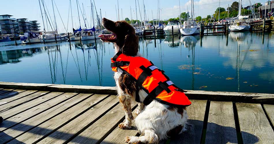 Dog wearing an orange life jacket sits on a jetty with sailboats and mirror-like water in the background.