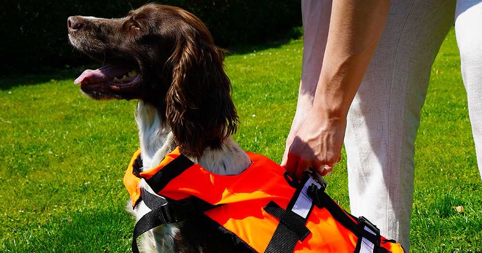 Dog wearing an orange life jacket stands next to a person on a green lawn.