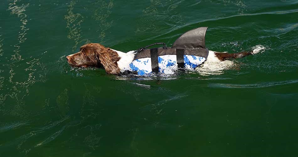 Dog wearing a white and blue life jacket with shark fin swimming in green water.