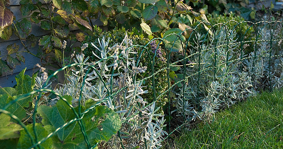 Green garden area with low white-grey planting along a low green fence and larger green leaves in the background.