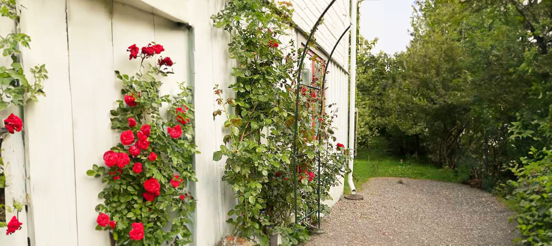 Røde roser klatrer langs et hvidt hus med espalierer ved siden af en grussti omgivet af grønt.