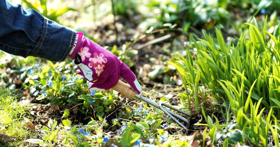 A person wearing a pink gardening glove uses a hand cultivator to loosen the soil around plants in a flower bed.