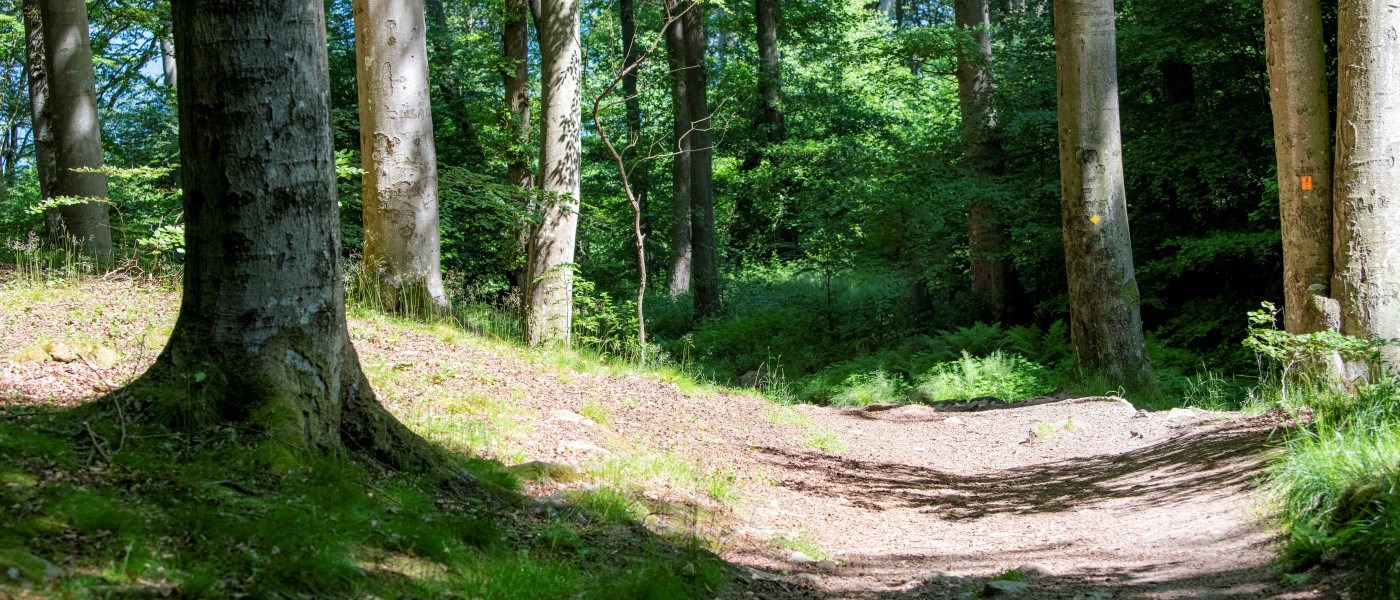Lysende skovsti, omgivet af høje nåletræer og grønne buske, med sollys, der filtreres gennem trækronerne og oplyser stien i et fredeligt skovmiljø.